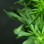 Cannabis: Grüne, handförmige Hanfblätter vor schwarzem Grund.